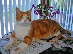Big Island Cat, Hawaii