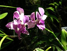 Big Island Wellness