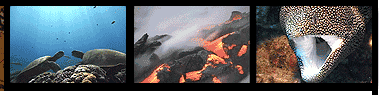 Project Aware, Annual EarthVision Environmental Film and Video Festival