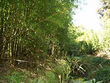 Big Island Hiking