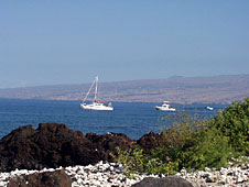 Big Island, Kohala Coast, whale watch