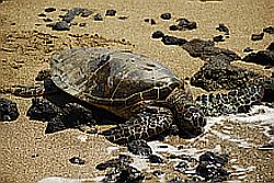 Green turtle, Big Island, Hawaii
