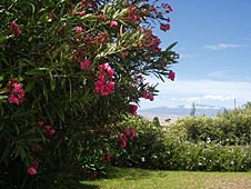 Big Island house, backyard