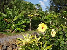 Big Island homew, Kamuela View Estates,  garden view