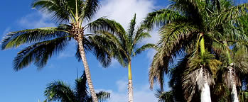 Palms in Hawaii.