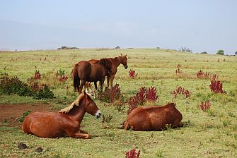 Big Island Rentals, Hawaii, Waimea, Parker Ranch