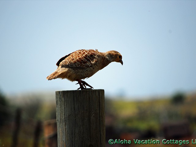 Grey Francolin