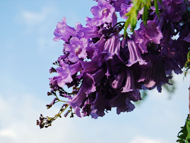 Jacaranda tree