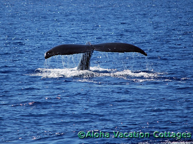 Humpback Whale