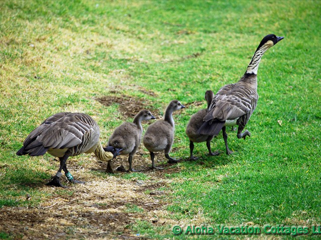 Nene family in Hakalau Forest
