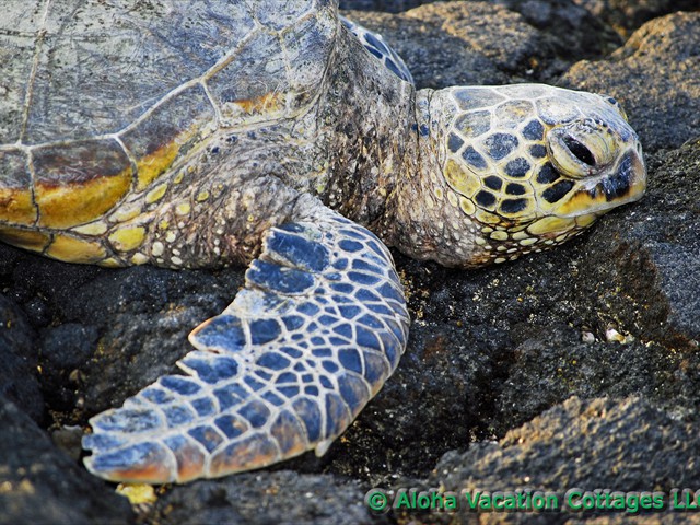 Hawaiian green sea turtle