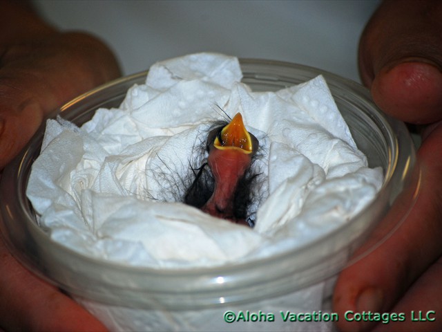 The Hawaiian Crow (extinct in the wild)