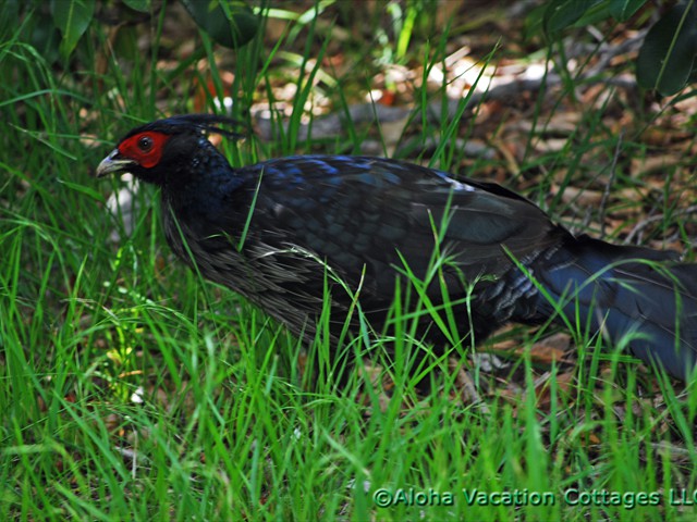 Kalij Pheasant