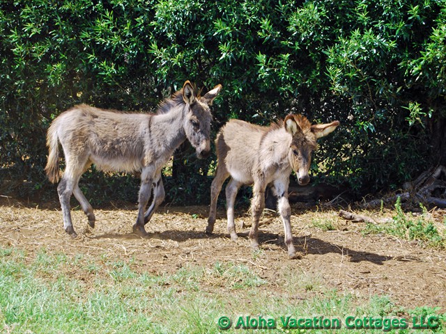 Wild Donkeys of Hawaii