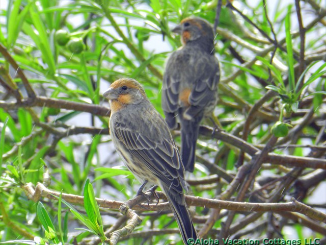House Finches