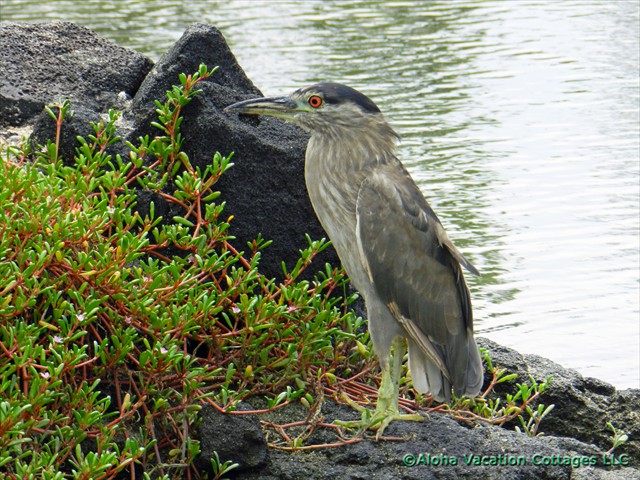 Crowned Night- Heron
