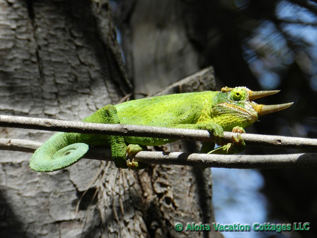 Jackson's Chameleon