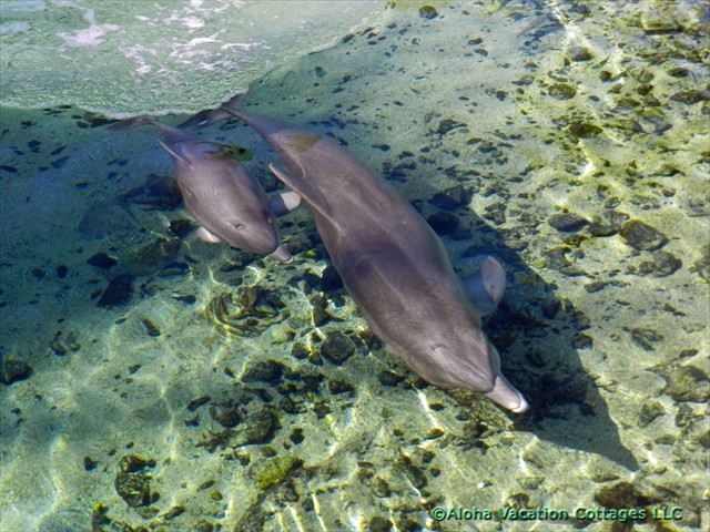 Bottlenose dolfins