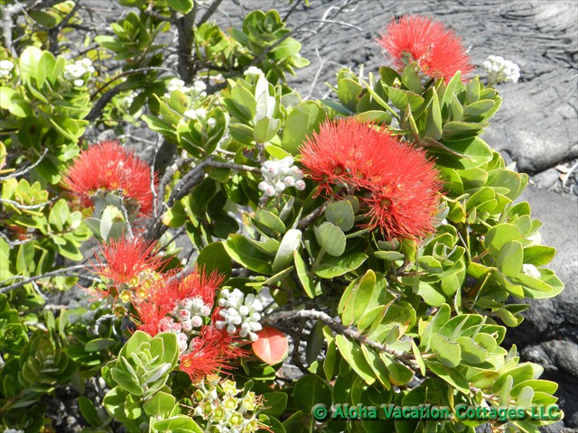 Ohia tree