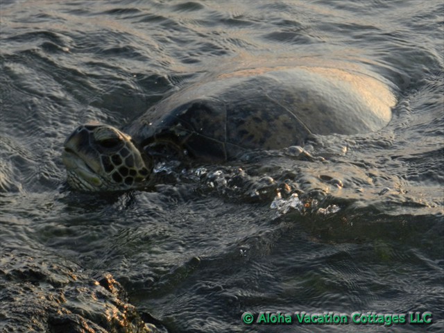 Hawaiian green sea turtle