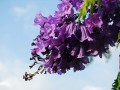 Jacaranda tree