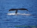 Humpback Whale