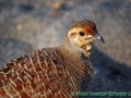 Grey Francolin