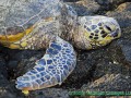 Hawaiian green sea turtle
