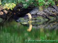Crowned Night- Heron