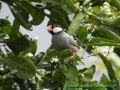 Java Finch
