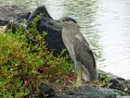 Crowned Night- Heron