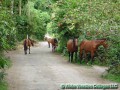 Wild horses in Waipio Valley
