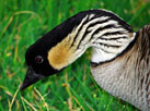 Hawaiian Wildlife